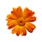 Pot Marigold - Calendula officinalis