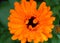 Pot marigold (Calendula officinalis)