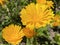 Pot marigold / Calendula officinalis / Common marigold, Ruddles, Mary`s gold, Garten-Ringelblume or Souci officinal