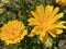 Pot marigold / Calendula officinalis / Common marigold, Ruddles, Mary`s gold, Garten-Ringelblume or Souci officinal
