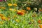 Pot marigold (Calendula officinalis) fiel