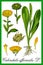 Pot marigold herbal illustration