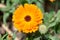 Pot marigold orange blooming flower