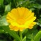 Pot marigold a species of Daisy,Common marigold,Garden marigold,Ruddles,its botanical name is Calendula officinalis.