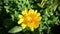 Pot Marigold with waterdrop on petals in the morning.