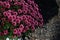 Pot mum. A potted autumn-blooming chrysanthemum with adjusted plant height.