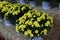 Pot mum. A potted autumn-blooming chrysanthemum with adjusted plant height.