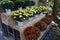 Pot mum. A potted autumn-blooming chrysanthemum with adjusted plant height.