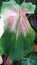   Pot natural greenish mix pink anthurium flower .