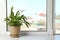 Pot with peace lily on windowsill. House plant