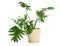 Pot with Philodendron selloum plant isolated. Home decor