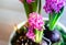 A pot of pink Hyacinthus orientalis in the living room