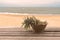 Pot plant beachfront on wooden table