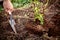 Pot plant is planting into the garden, man with shovel and soil, blackberry bush