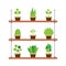 Pot Plants Gardening Concept