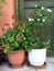 Pot Plants Near Faded Green Door