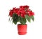 Pot with poinsettia traditional Christmas flower