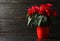 Pot with poinsettia traditional Christmas flower on table against wooden background