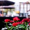 Pot Of Romantic Red Roses Table Dressing