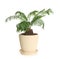 Pot with Sago plant isolated. Home decor