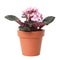 Pot with Saintpaulia home plant on white