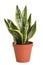 Pot with Sansevieria plant isolated. Home decor