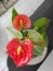 a pot of small red petal anthurium plant