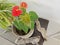 a pot of small red petal anthurium plant