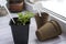 a pot with a tomato sprout, peat pots for seedlings, garden labels and a pencil