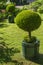 A pot with a topiary plant on the lawn