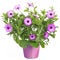 Pot with violet african daisy flower