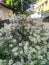 Pot with White Flowers in Day