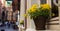 A pot with yellow pansies at the window sill of an old house at old town of Heidelberg