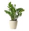 Pot with Zamioculcas home plant