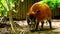 Potamocero Potamochoerus porcus strolls around its enclosure looking for food on the ground