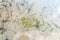 Potamogeton crispus, curled pondweed, curly-leaf pondweed in fresh water lake