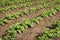 Potato, agricultural plant growing in a field