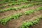 Potato, agricultural plant growing in a field