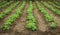 Potato, agricultural plant growing in a field