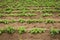 Potato, agricultural plant growing in a field