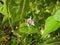 Potato bean with flowers