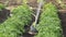 Potato beds watering - water sprinkler working in farm. Organic natural potato bushes watering