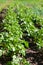 Potato Beds. Young Lush Green Bushes