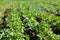 Potato Beds. Young Lush Green Bushes