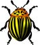 Potato beetle