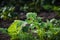 Potato beetle is climbing a sheet of a fairly bitten bush