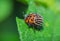 Potato beetle covered with water droplets