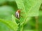 Potato Beetle Eating a Leaf