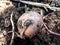 Potato beetle on a potato - Romania