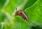 Potato Beetle resting on the leaves of potatoes